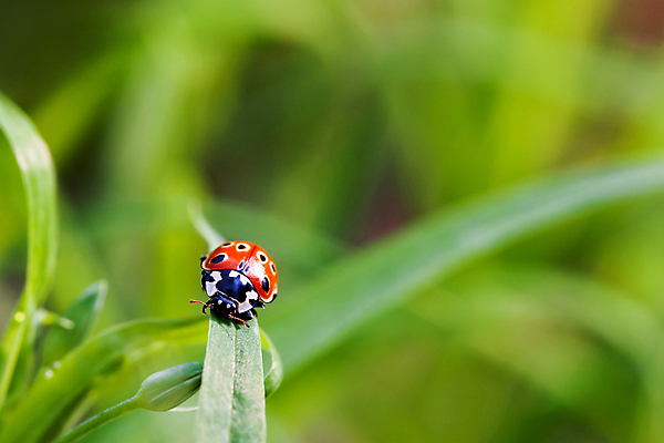 포토 JPG 해외이미지 식물 곤충 백그라운드 자연 추상 사람없음 초록색 벌레 딱정벌레 무당벌레 해외202007 해외포토 동물 컬러 무늬 생태계 파일형식