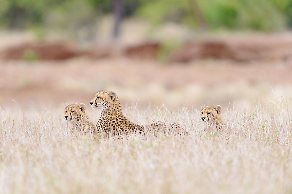 포토 JPG 해외이미지 동물 야생동물 포유류 아프리카 자연 국립공원 사람없음 고양이 힘 자녀 아기 점 작음 사파리 언덕 속도 사냥 육식동물 사냥꾼 케냐 서식지 내추럴 나미비아 마사이족 세렝게티 탄자니아 해외202007 해외포토 직업 공원 나라 사람 반려동물 크기 생태계 남아프리카 파일형식