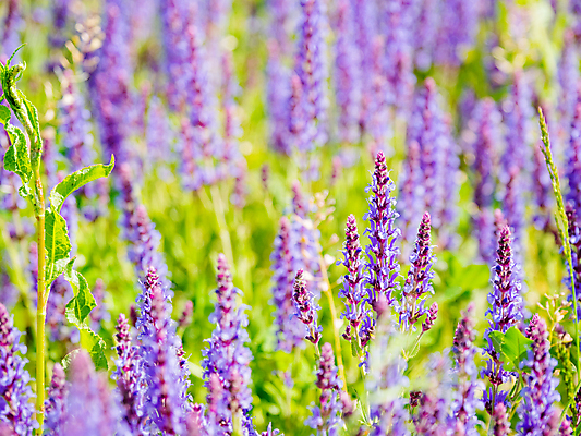 포토 JPG 해외이미지 백그라운드 자연 사람없음 보라색 봄 풀잎 화려 세이지꽃 해외202007 해외포토 계절 꽃 컬러 컨셉 잎 풀_식물 생태계 파일형식