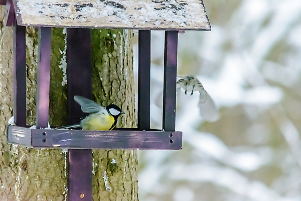 포토 JPG 해외이미지 동물 계절 공원 야생동물 음식 백그라운드 겨울 날개 자연 조류 날씨 씨앗 사람없음 야외 목재 환경 정원 냉동 추위 숲 작음 먹이 깃털 생물학 꼬리 서리 부리 내추럴 동물상 수유 눈내림 해외202007 해외포토 나무 식물 공공시설 교육 재료 눈_날씨 조형물 크기 생태계 파일형식