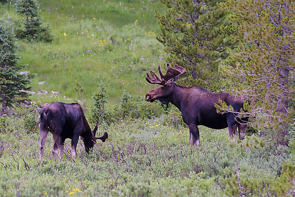 포토 JPG 해외이미지 동물 호수 야생동물 포유류 자연 산 털 종류 사람없음 물 갈색 어둠 코트 종 흰색 소나무 소 습지 군중 숲 위험 큼 시원함 속눈썹 버드나무 황소 코 귀 무거움 주둥이 엘크 콜로라도 벨벳 해외202007 해외포토 자연요소 나무 컬러 컨셉 사람 신체부위 미국 외투 무게 크기 실크 눈썹 생태계 파일형식