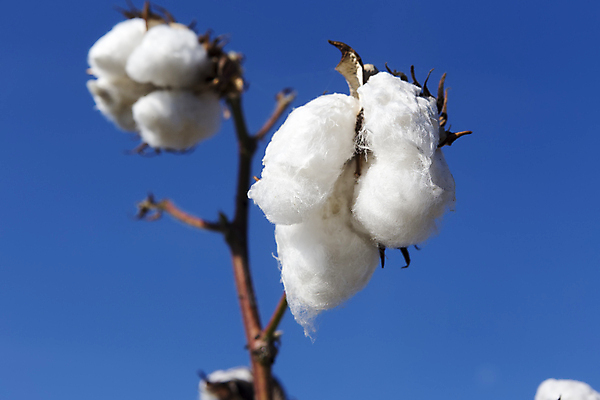 포토 JPG 해외이미지 식물 꽃 산업 줄기 밭 농업 공 자연 하늘 씨앗 사람없음 파란색 농작물 농장 환경 수확 성장 흰색 나뭇가지 직물 면 호주 매끈함 천 순수 유기농 질감 날것 부드러움 섬유 솜털 알레르기 밭일 숙성 세련 해외202007 해외포토 나무 웰빙 컬러 컨셉 감각 오세아니아 질병 생태계 파일형식