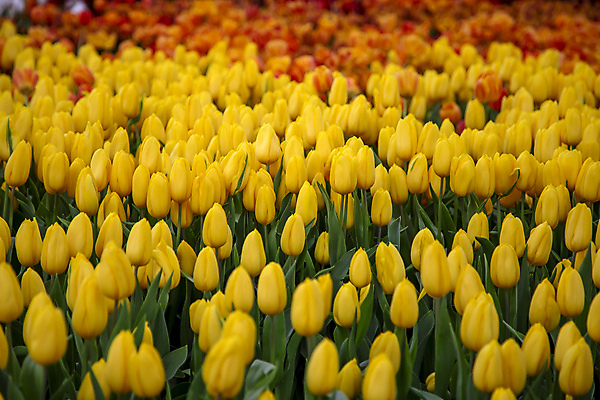 포토 JPG 해외이미지 식물 계절 꽃잎 꽃 잎 꽃무늬 밭 자연 초원 사람없음 야외 초록색 여름 컬러풀 노란색 정원 봄 튤립 벚꽃 신선 개화 그룹 해외202007 해외포토 컬러 무늬 농업 생태계 파일형식
