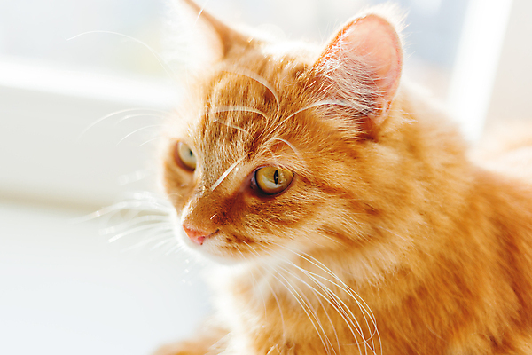 포토 JPG 해외이미지 한마리 응시 창문 실내 사람없음 반려동물 고양이 해외202007 해외포토 동물 1 시선 포유류 내부 파일형식