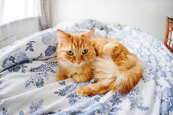 포토 JPG 해외이미지 한마리 사람없음 반려동물 고양이 침실 방 침대 담요 시트 해외202007 해외포토 동물 1 가구 포유류 파일형식