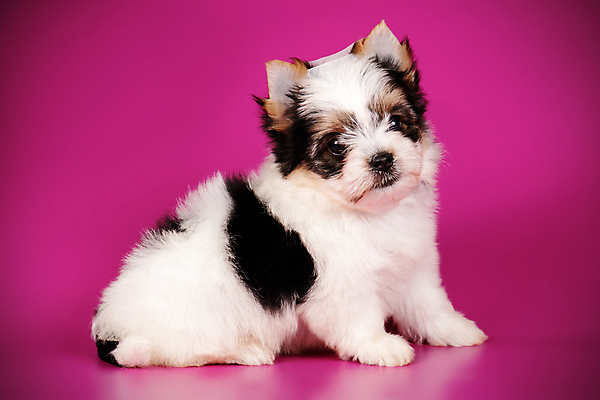 포토 JPG 해외이미지 동물 1 행복 새끼 백그라운드 새로움 털 미소 사람없음 빨간색 반려동물 검은색 거울 흰색 개 달콤 강아지 작음 요크셔테리어 테리어 활 솜털 송곳니 기르기 비버 삼색 해외202007 우호적 해외포토 감정 컬러 컨셉 포유류 표정 맛 치아 크기 돌봄 파일형식