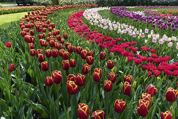 포토 JPG 해외이미지 식물 공원 꽃잎 꽃 유럽 분홍색 여행 백그라운드 잎 자연 풍경 사람없음 야외 빨간색 초록색 물 여름 노란색 정원 봄 튤립 개화 네덜란드 내추럴 해외202007 해외포토 자연요소 계절 공공시설 나라 컬러 생태계 파일형식