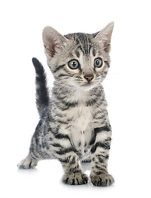 포토 JPG 해외이미지 한마리 사람없음 반려동물 고양이 흰배경 해외202007 해외포토 동물 1 백그라운드 포유류 흰색 파일형식