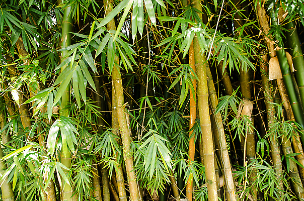 포토 JPG 해외이미지 식물 줄기 백그라운드 잎 벽지 열대 사람없음 야외 초록색 정원 대나무 해외202007 해외포토 나무 컬러 파일형식