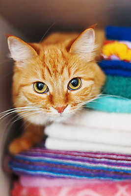 포토 JPG 해외이미지 한마리 옷 사람없음 반려동물 수건 고양이 해외202007 해외포토 동물 1 포유류 위생용품 파일형식