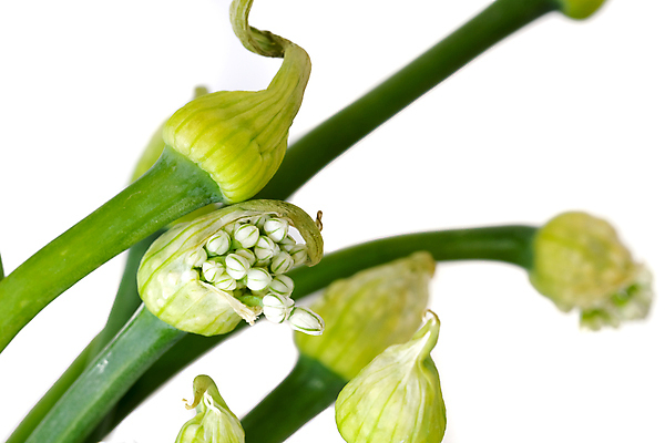 포토 JPG 해외이미지 꽃 줄기 백그라운드 잎 농업 채소 자연 건강 마늘 동양인 사람없음 초록색 농장 머리 중국 벚꽃 흰색 신선 개화 맛 작음 허브 유기농 부추 쪽파 꽃수술 해외202007 해외포토 식물 웰빙 산업 아시아 컬러 컨셉 인종 신체부위 크기 생태계 파 파일형식