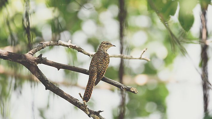 포토 JPG 해외이미지 나무 식물 동물 공원 야생동물 오렌지 태국 자연 조류 앉기 사람없음 야외 초록색 컬러풀 갈색 노란색 정원 검은색 나뭇가지 관찰 황무지 작음 깃털 사냥 공포 동물상 해외202007 해외포토 공공시설 아시아 컬러 과일 모션 조형물 크기 생태계 파일형식