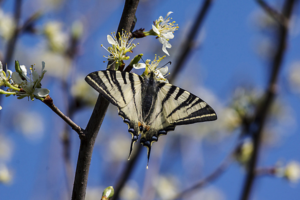 포토 JPG 해외이미지 꽃 야생동물 나비 곤충 날개 자연 사람없음 빨간색 초록색 여름 컬러풀 정원 보라색 검은색 흰색 벌레 해외202007 해외포토 식물 동물 계절 컬러 생태계 파일형식