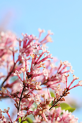 포토 JPG 해외이미지 나무 식물 계절 꽃잎 꽃 줄기 분홍색 잎 자연 하늘 사람없음 야외 초록색 파란색 햇빛 정원 보라색 봄 성장 벚꽃 나뭇가지 신선 개화 자주색 관목 향수 원예 향기 아로마 향 라일락 내추럴 해외202007 해외포토 컬러 취미 태양 화장품 생태계 냄새 파일형식
