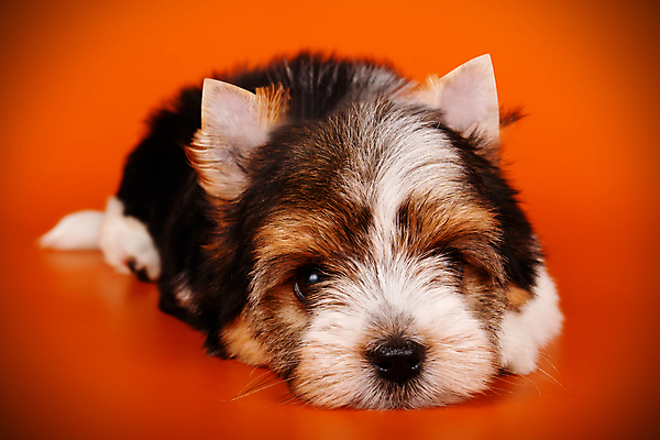 포토 JPG 해외이미지 나무 동물 1 행복 새끼 백그라운드 크리스마스 공 휴가 새로움 털 사람없음 장식 빨간색 반려동물 산타클로스 검은색 거울 흰색 개 달콤 강아지 작음 샴페인 요크셔테리어 테리어 연도 활 솜털 송곳니 기르기 비버 삼색 해외202007 우호적 해외포토 식물 기념일 감정 컬러 컨셉 포유류 주류 맛 치아 크기 돌봄 파일형식