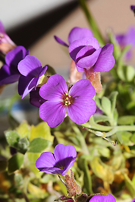 포토 JPG 해외이미지 나무 식물 구름 계절 꽃 꽃무늬 밭 농업 자연 하늘 풍경 초원 사람없음 야외 초록색 여름 파란색 햇빛 태양 농장 노란색 정원 맑음 봄 벚꽃 흰색 전원 시골 신선 숲 땅 허브 데이지 장면 내추럴 캐모마일 평야 해외202007 해외포토 자연요소 산업 컬러 무늬 날씨 전기에너지 생태계 파일형식