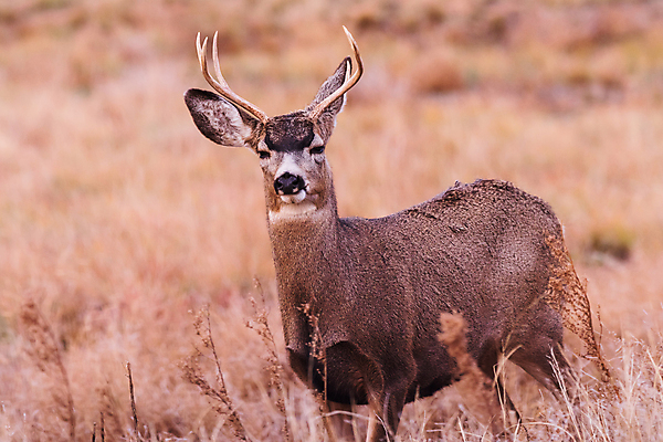 포토 JPG 해외이미지 동물 여자 꽃 야생동물 포유류 자연 산 털 종류 사람없음 갈색 달러 봄 임신 젖음 추위 코트 흰색 붓 소나무 잡초 군중 숲 속눈썹 먹기 배고픔 바퀴자국 귀 주둥이 신발장 아기사슴 암사슴 해외202007 해외포토 나무 식물 계절 새끼 컬러 돈 자국 모션 사슴 사람 신체부위 외투 암컷 눈썹 생태계 파일형식