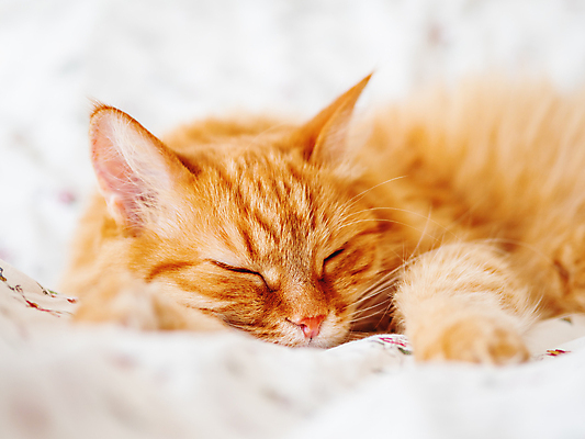 포토 JPG 해외이미지 한마리 휴식 사람없음 반려동물 고양이 침대 담요 낮잠 시트 해외202007 해외포토 동물 1 가구 컨셉 포유류 잠 파일형식