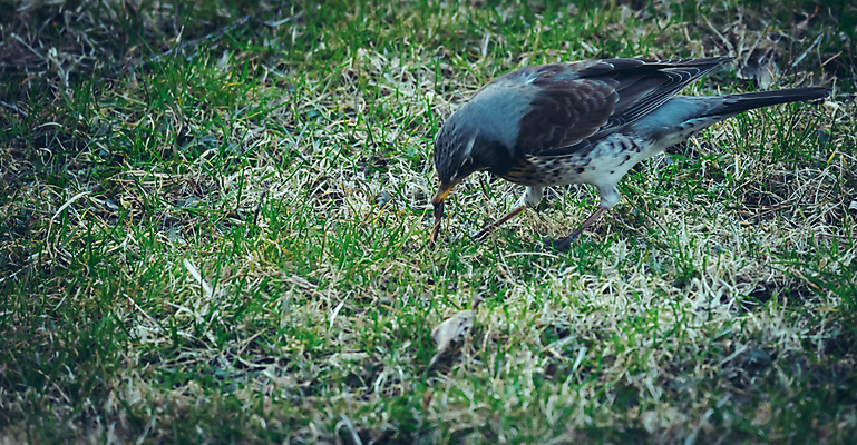 포토 JPG 해외이미지 나무 동물 열매 야생동물 백그라운드 겨울 밭 날개 오렌지 자연 조류 앉기 사람없음 목재 빨간색 갈색 노란색 봄 회색 흰색 나뭇가지 관찰 숲 깃털 싱글 꼬리 부리 내추럴 고립 동물상 해외202007 해외포토 식물 계절 컬러 농업 과일 재료 모션 조형물 생태계 파일형식