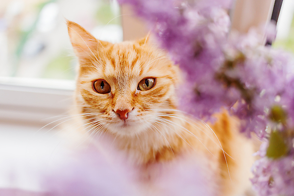 포토 JPG 해외이미지 식물 한마리 꽃잎 꽃 사람없음 반려동물 고양이 라일락 해외202007 해외포토 동물 1 포유류 파일형식