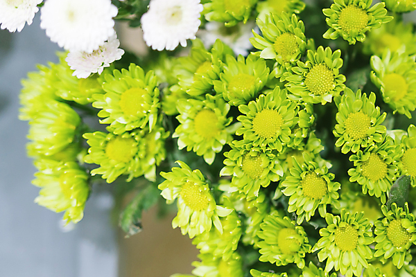 포토 JPG 해외이미지 식물 계절 꽃잎 꽃 줄기 꽃다발 백그라운드 잎 꽃무늬 자연 국화 선물 사람없음 야외 초록색 컬러풀 노란색 정원 맑음 봄 성장 벚꽃 흰색 신선 묘사 유기농 꽃가루 내추럴 고립 깊이 꽃수술 그리너리 해외202007 해외포토 웰빙 컬러 무늬 날씨 가루 생태계 파일형식 트랜드컬러