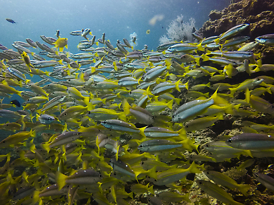 포토 JPG 해외이미지 동물 바다 섬 여행 학교 자연 낚시 어류 풍경 사람없음 빨간색 물 파란색 바닷속 수중 수영 그룹 산호 잠수부 땅 생태계 다이빙 암초 내추럴 깊이 파라다이스 해외202007 해외포토 자연요소 교육 컬러 레저 수중동물 수상스포츠 자포동물 전문직 수중스포츠 파일형식