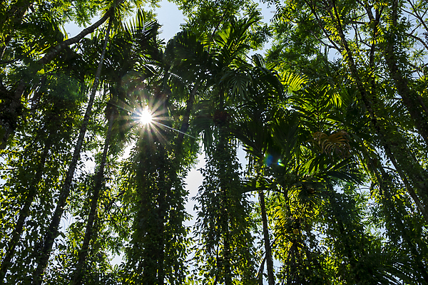 포토 JPG 해외이미지 나무 무료이미지 백그라운드 자연 풍경 사람없음 야외 초록색 여름 햇빛 태양 맑음 숲 내추럴 해외202007 해외포토 자연요소 식물 계절 컬러 날씨 생태계 파일형식