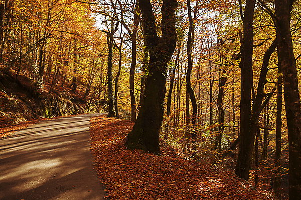 포토 JPG 해외이미지 나무 식물 공원 길 줄기 여행 단풍 잎 자연 풍경 사람없음 야외 초록색 노란색 가을 나뭇가지 숲 포르투갈 10월 내추럴 삼림지대 해외202007 해외포토 계절 공공시설 유럽 컬러 날짜 생태계 파일형식