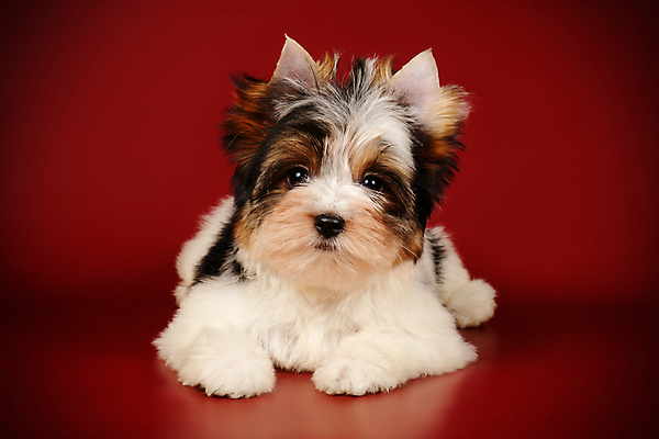 포토 JPG 해외이미지 동물 1 행복 새끼 백그라운드 새로움 털 사람없음 빨간색 반려동물 검은색 거울 흰색 개 달콤 강아지 작음 요크셔테리어 테리어 활 솜털 송곳니 기르기 비버 삼색 해외202007 우호적 해외포토 감정 컬러 컨셉 포유류 맛 치아 크기 돌봄 파일형식