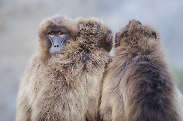 포토 JPG 해외이미지 동물 한마리 1 야생동물 포유류 아프리카 자연 산 동물원 사람없음 원숭이 내추럴 동물상 에티오피아 해외202007 해외포토 나라 조형물 생태계 파일형식