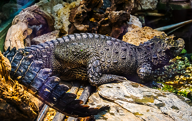 포토 JPG 해외이미지 동물 여자 남자 얼굴 야생동물 바다 파충류 아프리카 동물원 종류 성인 사람없음 물 반려동물 머리 치아 꼬리 육식동물 악어 난쟁이 틀니 이국적 인기 해외202007 약함 해외포토 자연요소 나라 컨셉 사람 신체부위 소화기관 파일형식