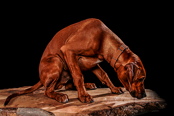 포토 JPG 해외이미지 동물 1 응시 행복 얼굴 백그라운드 포유류 털 성인 사람없음 파란색 반려동물 갈색 검은색 흰색 표현 개 골든리트리버 강아지 모피 귀 육식동물 주둥이 보더콜리 송곳니 고립 기르기 신앙심 유래 해외202007 해외포토 시선 감정 컬러 사람 신체부위 리트리버 치아 콜리 돌봄 파일형식