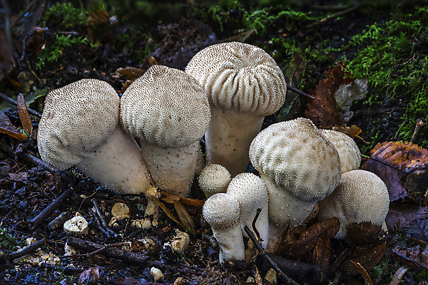 포토 JPG 해외이미지 나무 식물 1 계절 음식 백그라운드 자연 사람없음 야외 가로 갈색 버섯 성장 가을 흰색 시골 닫기 숲 작음 싱글 유기농 날것 내추럴 곰팡이 삼림지대 캡모자 세련 해외202007 해외포토 모자_잡화 웰빙 컬러 모션 크기 생태계 파일형식