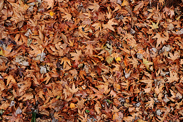 포토 JPG 해외이미지 나무 식물 공원 백그라운드 잎 꽃무늬 자연 건조 사람없음 초록색 갈색 정원 성장 죽음 신선 숲 질감 시들음 이국적 해외202007 해외포토 공공시설 꽃 컬러 무늬 생태계 파일형식