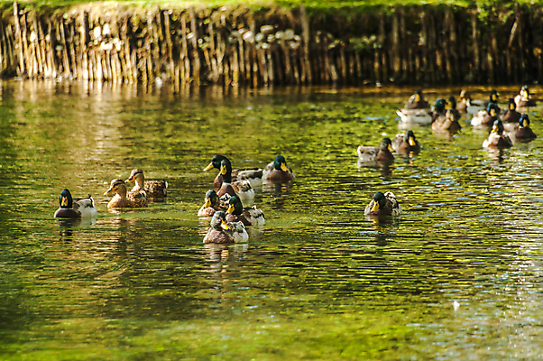 포토 JPG 해외이미지 남자 야생동물 오리 사람없음 물 강 수영 깃털 부리 청둥오리 많음 해외202007 해외포토 자연요소 동물 컨셉 조류 사람 수상스포츠 파일형식