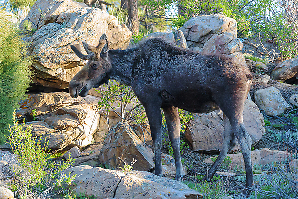 포토 JPG 해외이미지 동물 호수 야생동물 포유류 자연 산 털 종류 사람없음 초록색 물 갈색 어둠 코트 종 흰색 소나무 소 습지 군중 숲 위험 큼 시원함 속눈썹 버드나무 황소 코 귀 무거움 주둥이 콜로라도 벨벳 해외202007 해외포토 자연요소 나무 컬러 컨셉 사람 신체부위 미국 외투 무게 크기 실크 눈썹 생태계 파일형식