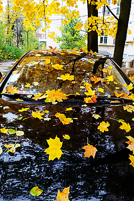 포토 JPG 해외이미지 식물 계절 공원 백그라운드 단풍 잎 패턴 오렌지 자연 추상 프레임 사람없음 야외 빨간색 컬러풀 갈색 노란색 보라색 활발 가을 시간 변화 황금 숲 9월 11월 질감 10월 내추럴 강렬 땅바닥 해외202007 해외포토 공공시설 컬러 컨셉 무늬 과일 바닥 날짜 생태계 파일형식