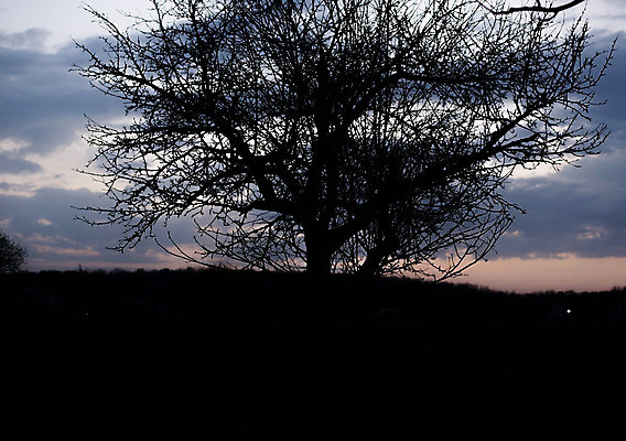 포토 JPG 해외이미지 나무 구름 실루엣 백그라운드 자연 하늘 날씨 휴가 휴식 파노라마 풍경 사람없음 목재 초록색 물 여름 파란색 빛 반사 일출 맑음 침묵 황혼 일몰 새벽 젖음 흰색 가장자리 고독 숲 허브 장면 천국 멀리 내추럴 아마존 양발 수평선 해외202007 해외포토 자연요소 식물 계절 감정 컬러 컨셉 재료 촬영기법 노을 소리 둘레 생태계 파일형식