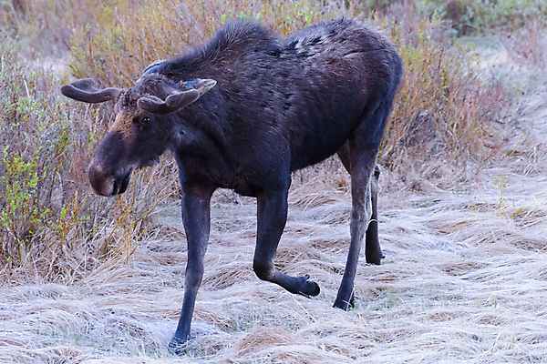 포토 JPG 해외이미지 동물 호수 야생동물 포유류 자연 산 털 종류 사람없음 물 갈색 어둠 코트 종 흰색 소나무 소 습지 숲 위험 큼 시원함 속눈썹 버드나무 황소 코 귀 무거움 주둥이 엘크 콜로라도 벨벳 해외202007 해외포토 자연요소 나무 컬러 컨셉 신체부위 미국 외투 무게 크기 실크 눈썹 생태계 파일형식
