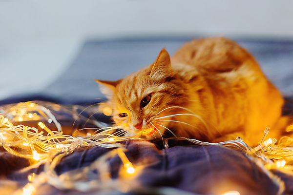 포토 JPG 해외이미지 한마리 응시 사람없음 반려동물 고양이 침대 축하 위험 해외202007 해외포토 동물 1 시선 가구 컨셉 포유류 파일형식