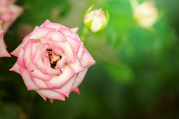 포토 JPG 해외이미지 식물 꽃잎 꽃 줄기 분홍색 잎 꽃무늬 자연 발렌타인데이 사람없음 야외 초록색 여름 햇빛 장미 정원 벚꽃 내추럴 해외202007 해외포토 계절 컬러 무늬 데이이벤트 태양 생태계 파일형식