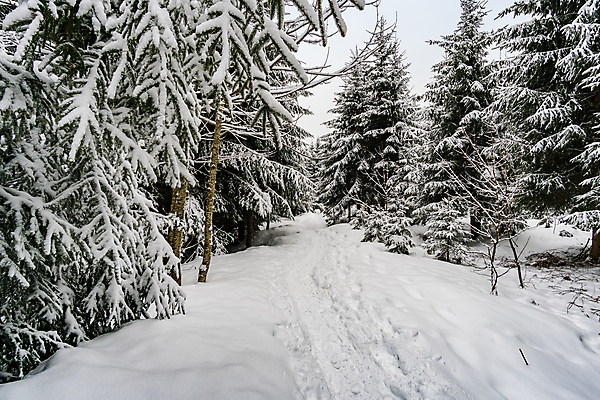 포토 JPG 해외이미지 나무 식물 응시 계절 공원 도로 여행 잎 크리스마스 겨울 건축양식 자연 스키 산 주택 부츠 이끼 사람없음 야외 건물 초록색 물 여름 파란색 환경 얼음 봄 추위 가을 흰색 나뭇가지 시골 숲 언덕 서리 천국 자작나무 설피 눈내림 해외202007 해외포토 자연요소 건축물 시선 공공시설 기념일 건축 길 컬러 신발 교통시설 겨울스포츠 눈_날씨 생태계 파일형식