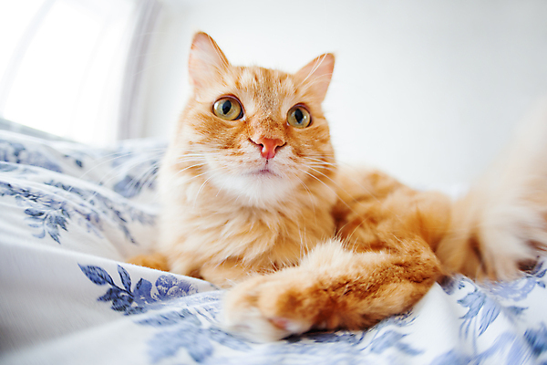 포토 JPG 해외이미지 한마리 사람없음 반려동물 고양이 침실 방 침대 담요 시트 해외202007 해외포토 동물 1 가구 포유류 파일형식