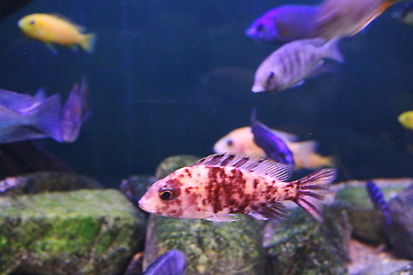 포토 JPG 해외이미지 동물 야생동물 바다 여행 백그라운드 자연 어류 동양인 사람없음 물 파란색 컬러풀 일본 검은색 수중 흰색 황금 큼 다이빙 수족관 내추럴 이국적 해외202007 해외포토 자연요소 아시아 컬러 인종 수영 수중동물 크기 생태계 수중스포츠 파일형식