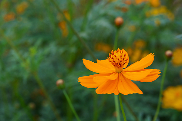 포토 JPG 해외이미지 식물 꽃잎 꽃 분홍색 백그라운드 꽃무늬 밭 자연 초원 사람없음 야외 초록색 여름 컬러풀 노란색 환경 정원 봄 벚꽃 가을 신선 개화 소프트포커스 싱글 코스모스 데이지 꽃가루 내추럴 해외202007 해외포토 계절 컬러 무늬 농업 촬영기법 가루 생태계 파일형식