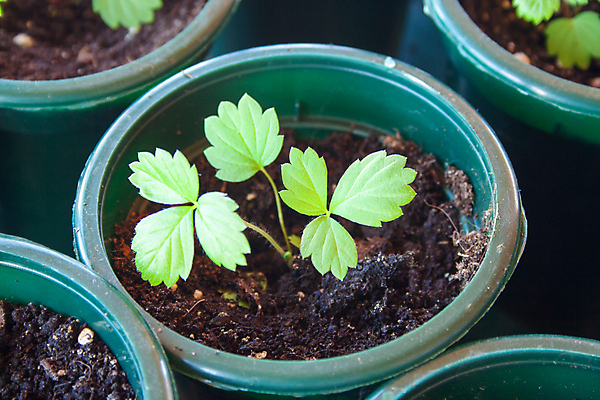 포토 JPG 해외이미지 식물 계절 지구 백그라운드 잎 농업 자연 딸기 새로움 실내 씨앗 사람없음 초록색 농장 새싹 정원 흙 봄 성장 신선 냄비 작음 컨테이너 플라스틱 유기농 원예 먼지 내추럴 모종 묘목 밭일 심기 많음 해외202007 해외포토 나무 웰빙 산업 컬러 컨셉 과일 모션 재질 취미 내부 솥 크기 생태계 파일형식