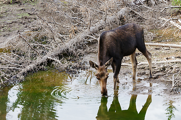 포토 JPG 해외이미지 동물 호수 야생동물 포유류 자연 산 털 종류 사람없음 초록색 물 갈색 어둠 코트 종 흰색 소나무 소 습지 군중 숲 위험 큼 시원함 속눈썹 버드나무 황소 코 귀 무거움 주둥이 콜로라도 벨벳 해외202007 해외포토 자연요소 나무 컬러 컨셉 사람 신체부위 미국 외투 무게 크기 실크 눈썹 생태계 파일형식