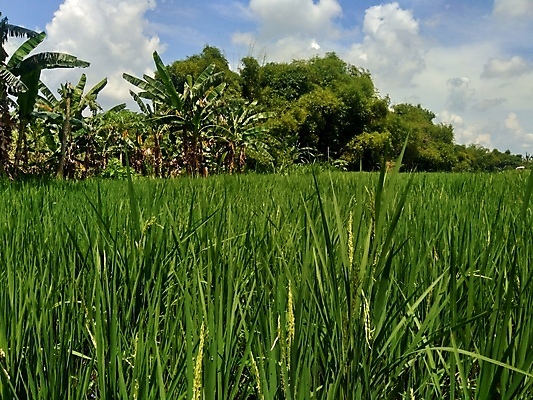 포토 JPG 해외이미지 나무 식물 아시아 문화 음식 여행 백그라운드 밭 자연 하늘 산 풍경 사람없음 야외 초록색 여름 파란색 농장 노란색 새싹 마을 성장 시골 업무 농부 땅 만족 진흙 내추럴 밭일 옛날 해외202007 해외포토 직업 계절 감정 나라 컬러 농업 작업 생태계 파일형식