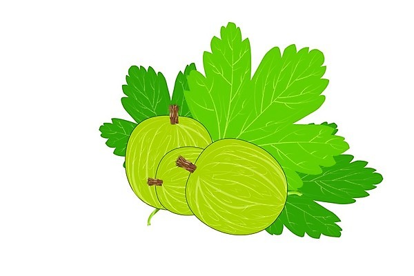 EPS 해외이미지 식물 디자인 배너 열매 포스터 음식 잎 농업 채소 과일 일러스트 재료 자연 건강 장식 초록색 라벨 정원 주스 나뭇가지 신선 플랫 달콤 맛 상품 인쇄 잼 만화 심볼 오브젝트 사인 흰배경 유기농 날것 짐싸기 내추럴 고립 숙성 엘리먼트 맛있는 해외202007 해외일러스트 나무 웰빙 산업 음료 컬러 백그라운드 컨셉 프레임 흰색 소스_음식 생태계 파일형식 벡터