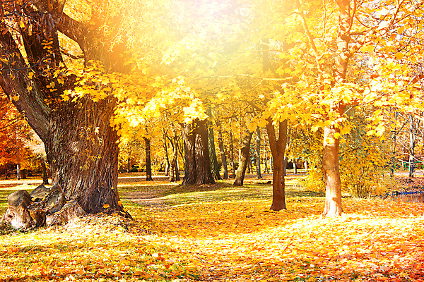 포토 JPG 해외이미지 나무 계절 공원 길 호수 잎 의자 오렌지 자연 휴식 새로움 따뜻함 앉기 풍경 사람없음 야외 목재 빨간색 초록색 반사 갈색 노란색 평화 걷기 정원 자유 가을 나뭇가지 도시 황금 숲 11월 땅 싱글 장면 공상 일반 10월 내추럴 땅바닥 해외202007 해외포토 식물 공공시설 컬러 가구 컨셉 과일 재료 모션 바닥 날짜 생태계 파일형식